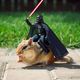 Illustration for article titled This Is How You Trick a Chipmunk Into Posing With Darth Vader
